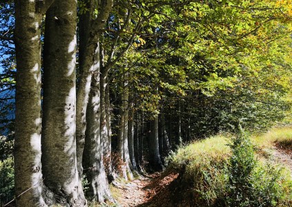 La via per gli Alpeggi